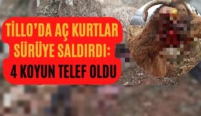 Tillo’da Aç Kurtlar Sürüye Saldırdı: 4 Koyun Telef Oldu