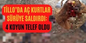Tillo’da Aç Kurtlar Sürüye Saldırdı: 4 Koyun Telef Oldu