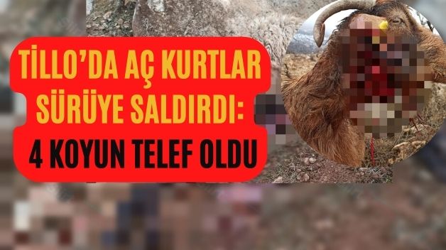 Tillo’da Aç Kurtlar Sürüye Saldırdı: 4 Koyun Telef Oldu