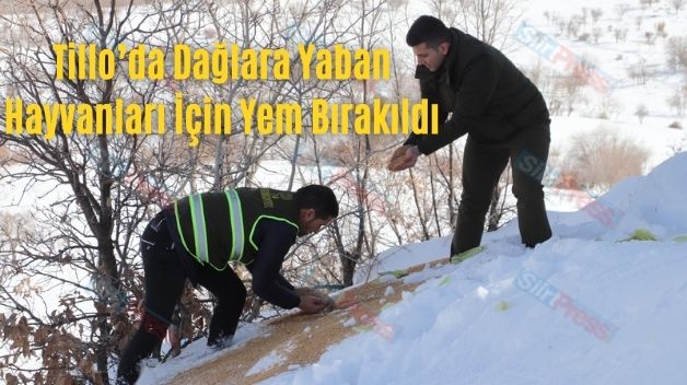 Tillo’da Dağlara Yaban Hayvanları İçin Yem Bırakıldı