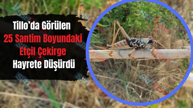 Tillo’da Görülen 25 Santim Boyundaki Etçil Çekirge Hayrete Düşürdü