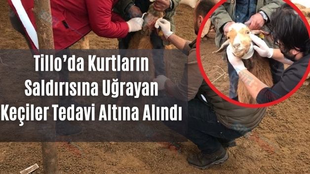 Tillo’da Kurtların Saldırısına Uğrayan Keçiler Tedavi Altına Alındı