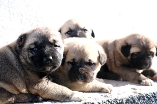 Terörle mücadelede kullanılacak 10 Kangal yavrusu, Siirt’te görev almak için