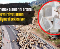 Yağışlar Otlak Alanlarını Arttırdı, Peynir Fiyatlarının Düşmesi Bekleniyor