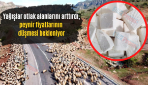 Yağışlar Otlak Alanlarını Arttırdı, Peynir Fiyatlarının Düşmesi Bekleniyor