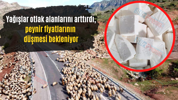 Yağışlar Otlak Alanlarını Arttırdı, Peynir Fiyatlarının Düşmesi Bekleniyor