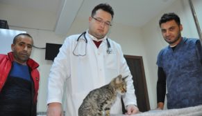 YARALI KEDİ HAYATA DÖNDÜRÜLDÜ